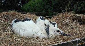 Przeprowadzka młodych boćków 