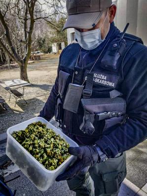 [VIDEO] Służby przejęły 32 tony tytoniu i 324 krzewy konopi