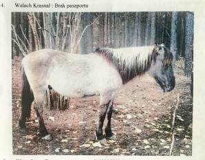 [VIDEO] Bezprawnie zabrane zwierzęta i bezprawia ciąg dalszy! Poszkodowana Malwina Kozak prosi o pomoc Krzysztofa Rutkowskiego