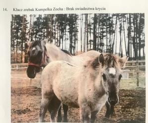 [VIDEO] Bezprawnie zabrane zwierzęta i bezprawia ciąg dalszy! Poszkodowana Malwina Kozak prosi o pomoc Krzysztofa Rutkowskiego