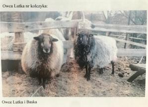 [VIDEO] Bezprawnie zabrane zwierzęta i bezprawia ciąg dalszy! Poszkodowana Malwina Kozak prosi o pomoc Krzysztofa Rutkowskiego