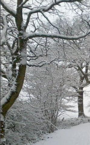 Usuwanie drzew i krzewów po nowemu 