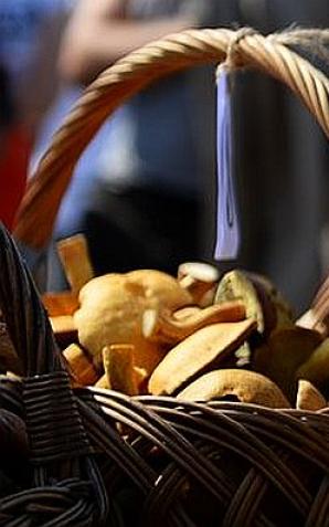 Rekordowe Grzybobranie w Długosiodle