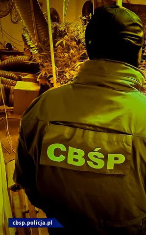 [VIDEO] CBŚP zaskoczyło podejrzanych podczas ścinania krzaków konopi