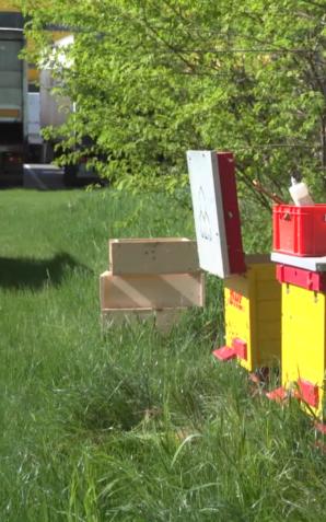 [VIDEO] Przybywa pasiek na dachach galerii i biurowców. Pszczołom w miastach nie zagrażają pestycydy