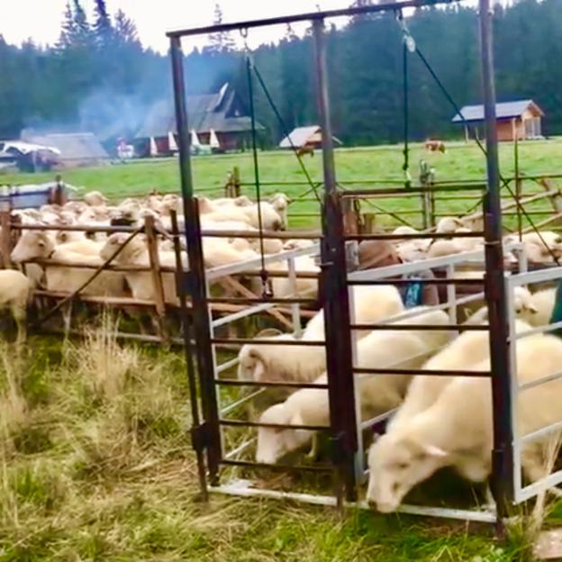 Na podhalańskiej łące doimy dziś owce i wyrabiamy sery! W bacówce „U Koziara”!