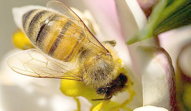 Pszczoły i ich tajemnice