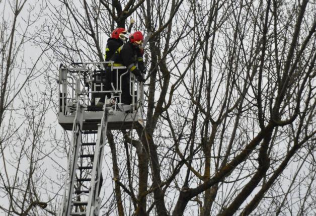 Silny wiatr na terenie kraju. Strażacy walczą ze skutkami Orkanu Barbara