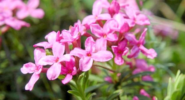 Polscy leśnicy wawrzynkowi na ratunek! Tej rzadkiej roślinie grozi zagłada również na terenie Niemiec, Czech, Ukrainy, Białorusi