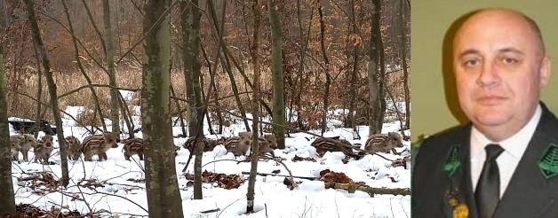 [VIDEO] - Masowy odstrzał dzików jest sprzeczny z kodeksem honorowym myśliwego. A zabijanie ciężarnych loch dla pieniędzy to barbarzyństwo - alarmuje Franciszek Jamniuk szef Koła Łowieckiego DZIK w Słońsku